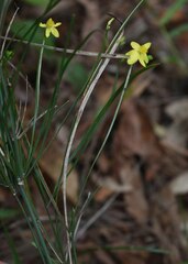 Tricoryne anceps