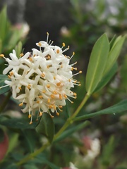 Pimelea ligustrina ciliata