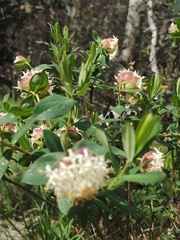 Pimelea ligustrina ciliata
