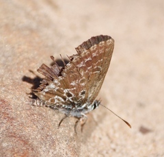 Lepidochrysops oreas oreas