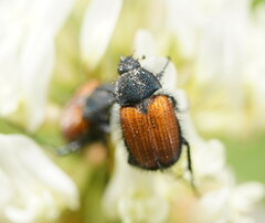 Phyllotocus rufipennis