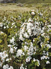 Epacris paludosa