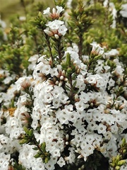 Epacris paludosa