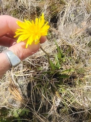 Microseris lanceolata