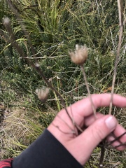 Trachymene composita