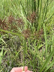 Cyperus distans