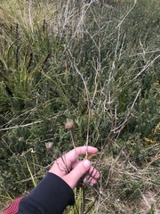 Trachymene composita