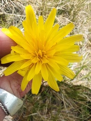 Microseris lanceolata