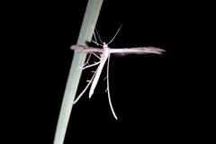 Stenoptilia