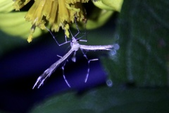 Stenoptilia