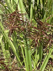 Cyperus distans