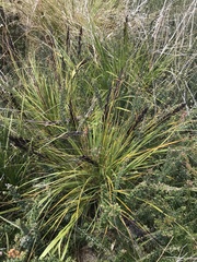 Gahnia subaequiglumis