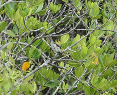 Gavicalis versicolor