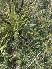 Gahnia subaequiglumis