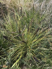 Gahnia subaequiglumis