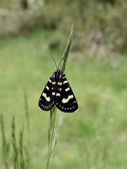 Phalaenoides tristifica