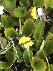 Goodenia hederacea alpestris