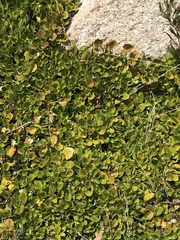 Goodenia hederacea alpestris