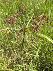 Cyperus distans