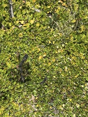 Goodenia hederacea alpestris