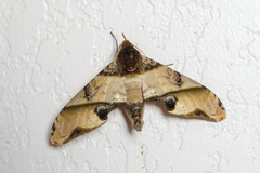 Amplypterus panopus