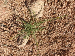 Nanorrhinum macilentum
