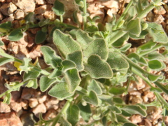 Nanorrhinum macilentum