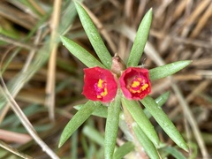 Portulaca kermesina
