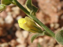Nanorrhinum macilentum