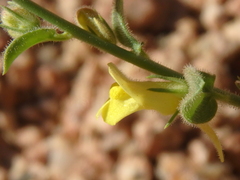 Nanorrhinum macilentum