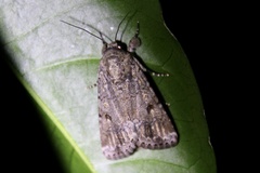 Spodoptera mauritia