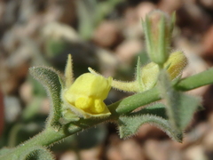 Nanorrhinum macilentum
