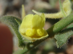 Nanorrhinum macilentum