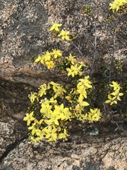 Asterolasia trymalioides