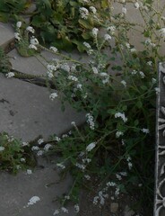 Heliotropium europaeum