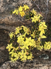 Asterolasia trymalioides