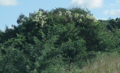 Clematis brachiata