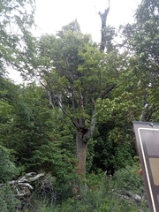 Nothofagus betuloides