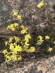 Asterolasia trymalioides