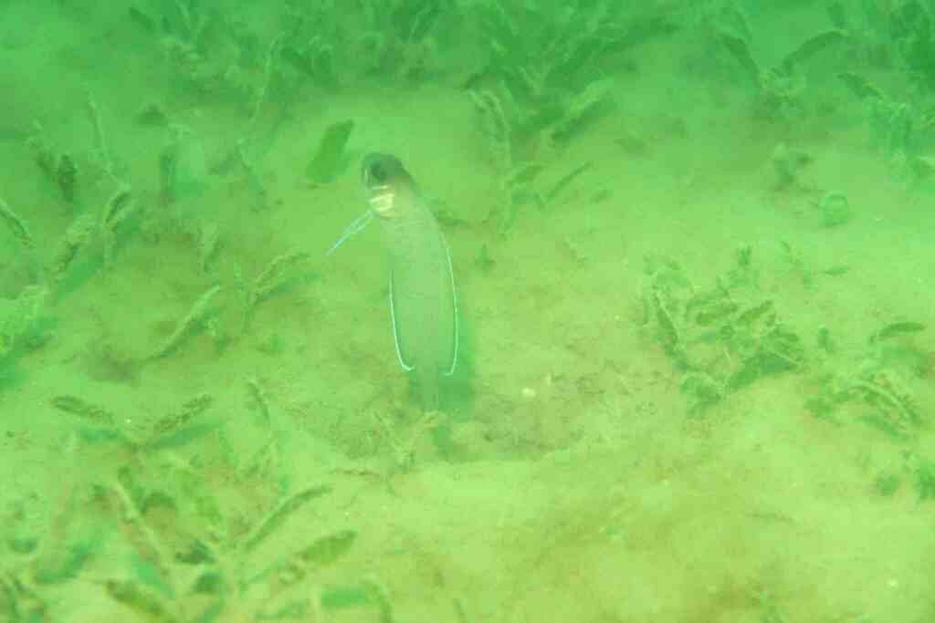 Swordtail jawfish (Lonchopisthus micrognathus) — Opistognathidae