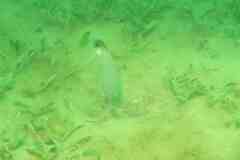 Lonchopisthus micrognathus