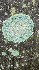 Flavoparmelia baltimorensis