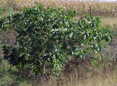Solanum chrysotrichum