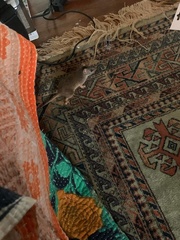 Antechinus subtropicus