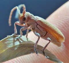 Stenidea alutacea