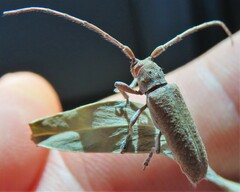 Stenidea alutacea
