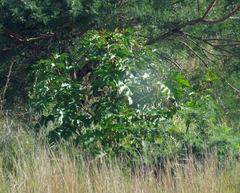 Solanum chrysotrichum