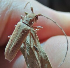 Stenidea alutacea