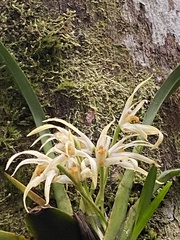 Maxillaria ochroleuca