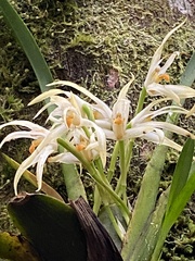Maxillaria ochroleuca